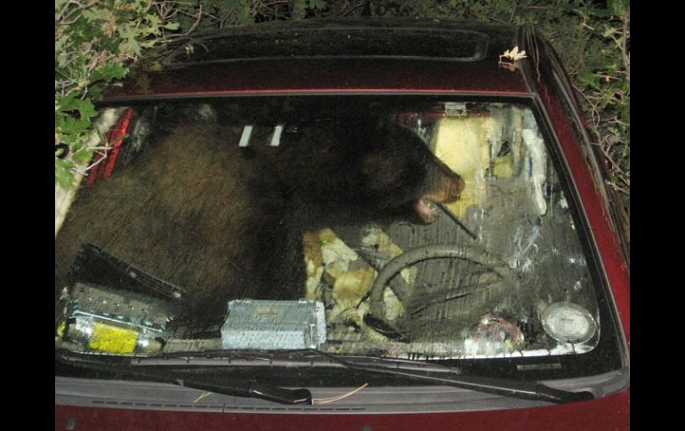 Un oso se montó en un automóvil que estaba vacío. AP  /