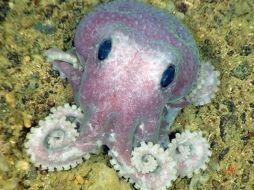 Imagen de un pequeño pulpo. ESPECIAL  /