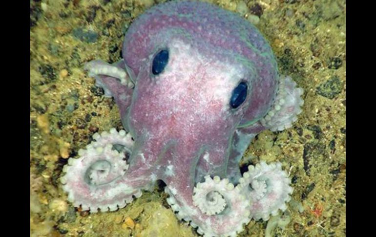 Imagen de un pequeño pulpo. ESPECIAL  /