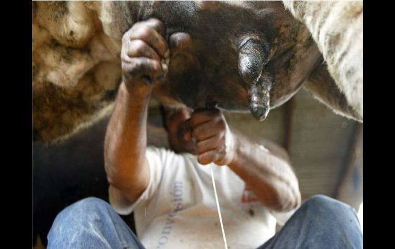 Los productores plantearon un esquema de comercialización que permitirá enviarle a Liconsa la leche excedente. ARCHIVO  /