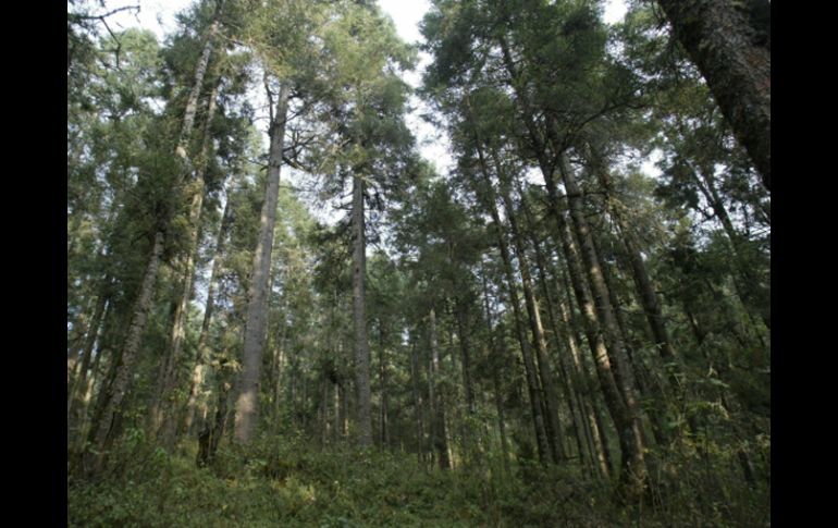 Los árboles de mayor tamaño tienen menor la abundancia natural de N-15. INFORMADOR ARCHIVO  /