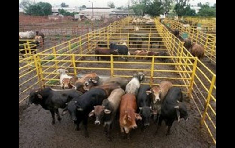 Los dos protagonistas son necesarios para sacar adelante al centro de matanza, señala el títular de la Sagarpa. ARCHIVO  /