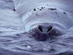 Imagen de las fosas nasales de la ballena boreeal. ELMUNDO.ES  /