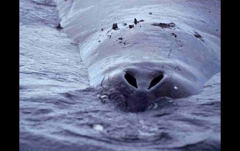 Imagen de las fosas nasales de la ballena boreeal. ELMUNDO.ES  /