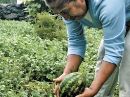 Al menos 12 millones de mujeres han tenido como destino laboral el campo, en la última década. EL UNIVERSAL  /