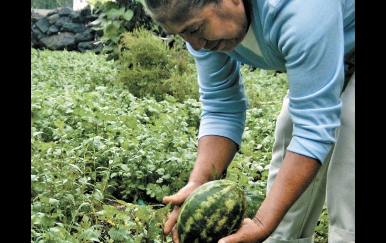 Al menos 12 millones de mujeres han tenido como destino laboral el campo, en la última década. EL UNIVERSAL  /