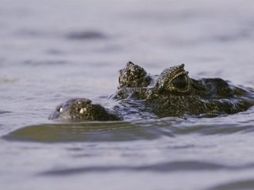 Desde hace dos años el animal hace de las suyas. AFP  /