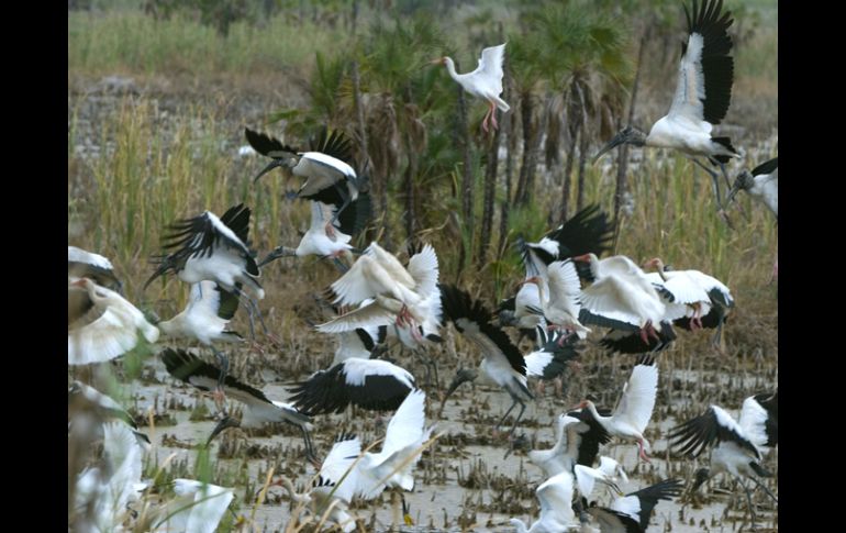 Los Pantanos de Centla se encuentran asentados sobre los ríos del estado de Tabasco. EFE  /