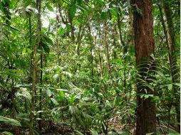 Junglas de África 'La Cuenca del Congo', la segunda mayor en el mundo después del Amazonas. ESPECIAL  /