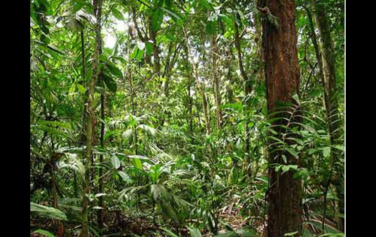 Junglas de África 'La Cuenca del Congo', la segunda mayor en el mundo después del Amazonas. ESPECIAL  /