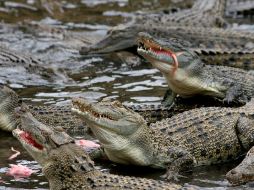 Si se masculiniza la población de cocodrilos la especie podría desaparecer. ESPECIAL  /