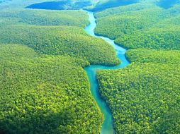 La Amazonía es una fuente para la obtención de madera tropical y una tentación para el sector forestal. ESPECIAL  /