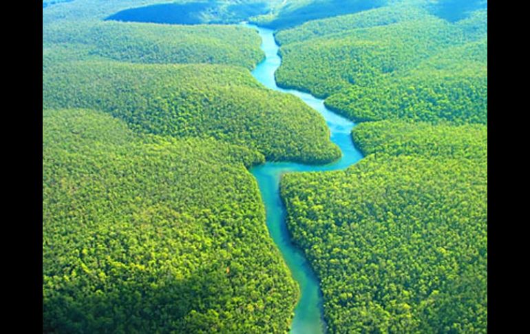 La Amazonía es una fuente para la obtención de madera tropical y una tentación para el sector forestal. ESPECIAL  /