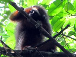 La supervivencia del nuevo primate está amenazada por la depredación de las selvas y bosques en los que habita. ESPECIAL  /