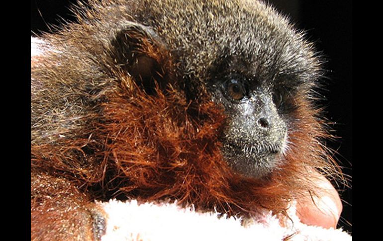 La nueva especie de mono tití hallada por los investigadores, el Callicebus caquetensis.. EFE  /