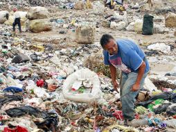 El Ayuntamiento de Zapopan estima que los pepenadores  separan hasta 40 toneladas diarias de basura. ARCHIVO  /