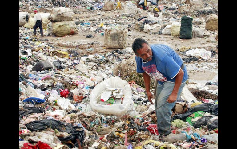 El Ayuntamiento de Zapopan estima que los pepenadores  separan hasta 40 toneladas diarias de basura. ARCHIVO  /