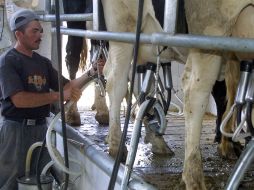 El proyecto de la deshidratadora evitaría el desperdicio de leche fresca que no se alcanza a vender. ARCHIVO  /