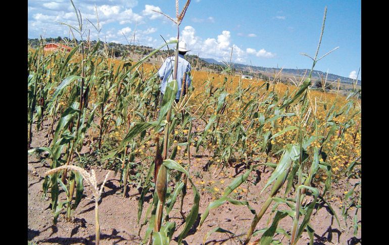 México fue el segundo país, por debajo de Chile, al que más le afectó la crisis financiera del año 2009. EL UNIVERSAL  /