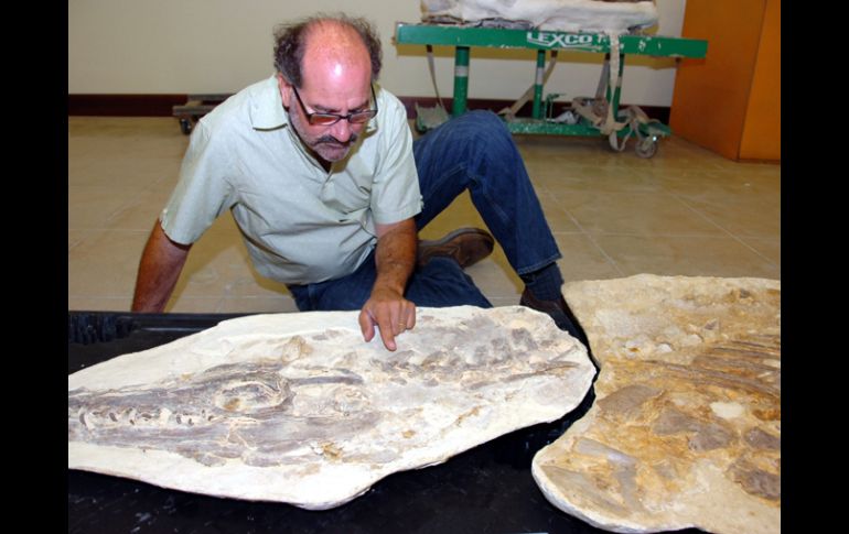 El paleontólogo argentino Luis Chiappe, el fósil de un mosasaurio incrustado en losas de sedimento marino. EFE  /