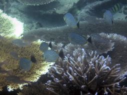 Distintas especies de coral no sobrevivirán en los próximos meses. AP  /