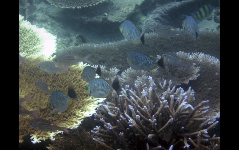 Distintas especies de coral no sobrevivirán en los próximos meses. AP  /