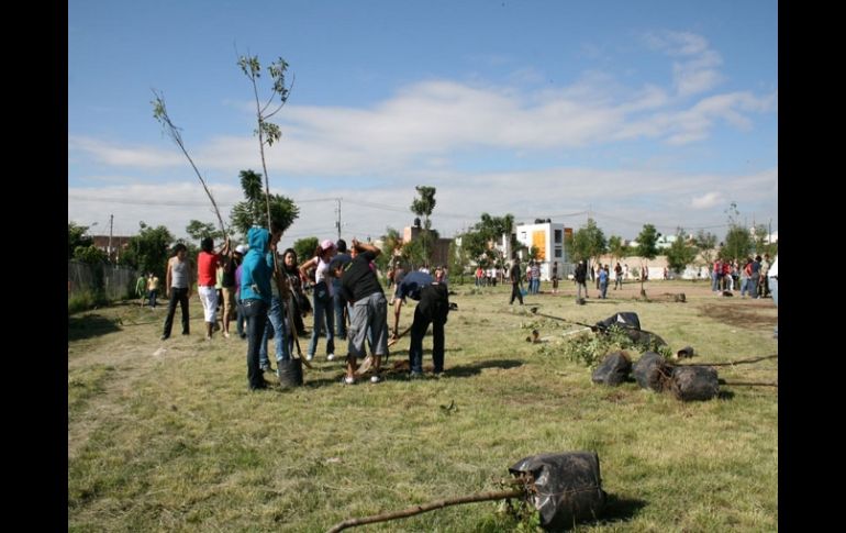 Se plantaron 223 árboles de diferentes especies. ESPECIAL  /