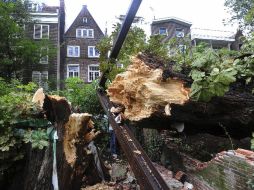 En 2008 se pronosticaba que el árbol podría sobrevivir otros diez años. AP  /