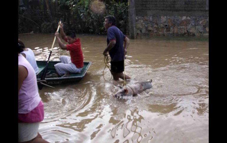 ''Frank'' ya ocasionó la pérdida de vidas humanas en Oaxaca. EFE  /