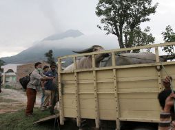 Aldeanos meten su ganado en camionetas para salir del área de peligro a causa del volcán Sinabung, en Singapur. REUTERS  /