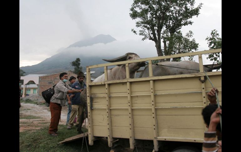 Aldeanos meten su ganado en camionetas para salir del área de peligro a causa del volcán Sinabung, en Singapur. REUTERS  /