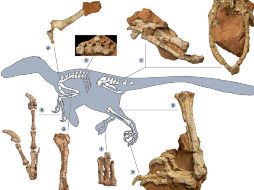 El nuevo fósil Balaur es un esqueleto parcial que incluye una pata, cadera, brazos, una mano, costillas y huesos de la cola. AP  /