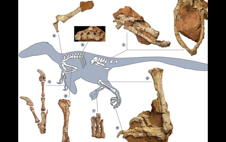 El nuevo fósil Balaur es un esqueleto parcial que incluye una pata, cadera, brazos, una mano, costillas y huesos de la cola. AP  /