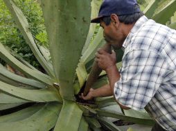 Su savia sirve de base para bebidas tradicionales como el pulque, tequila y mezcal. EL INFORMADOR  /