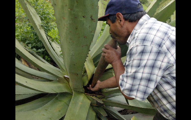 Su savia sirve de base para bebidas tradicionales como el pulque, tequila y mezcal. EL INFORMADOR  /