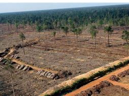 La compañía Sinar Mas está acusada de fomentar la tala de la selva indonesia para producir aceite de palma o papel. GREENPEACE. ORG  /