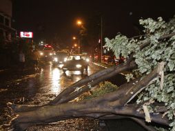 Una de las afectaciones por la lluvia de ayer fue la caída de árboles. S. NÚÑEZ  /