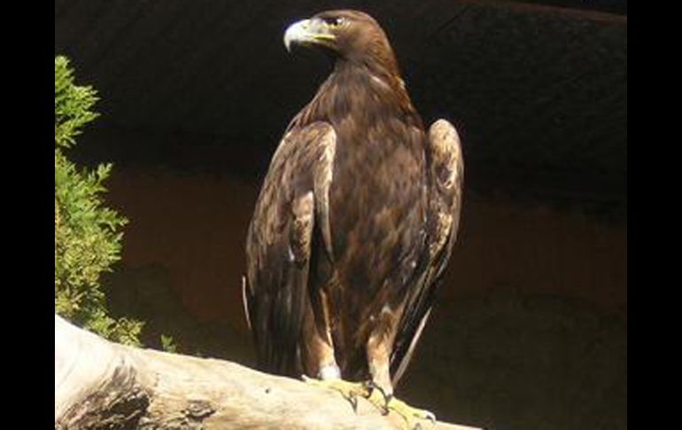 La especie desempeña un papel fundamental en el equilibrio de los ecosistemas. ESPECIAL  /