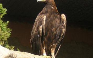 Destinan más de  mdp para preservación del águila real | El Informador