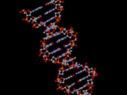 En concreto, el equipo descubrió metilación de ADN estable en 13 genes. ESPECIAL  /