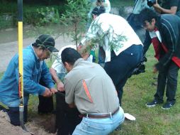 En su etapa madura, los ahuehuetes pueden alcanzar una altura de hasta 40 metros, y su ancho puede llegar a 18. I. DE LOZA  /