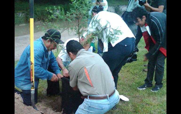 En su etapa madura, los ahuehuetes pueden alcanzar una altura de hasta 40 metros, y su ancho puede llegar a 18. I. DE LOZA  /