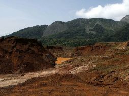 También se alega que los eucaliptos suponen un riesgo para la conservación de la biodiversidad. ARCHIVO INFORMADOR  /