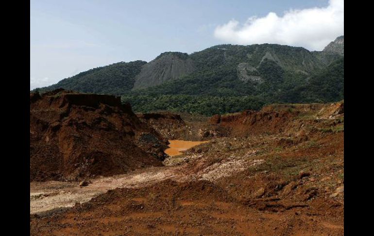 También se alega que los eucaliptos suponen un riesgo para la conservación de la biodiversidad. ARCHIVO INFORMADOR  /