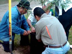 El “Árbol del Centenario” se encuentra en Patria, a unos metros de Acueducto. A. HINOJOSA  /