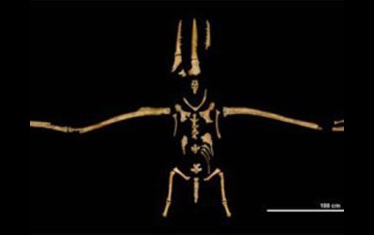 El fósil con alas de 5.2 metros mantiene 70% de sus huesos intactos. EL UNIVERSAL  /
