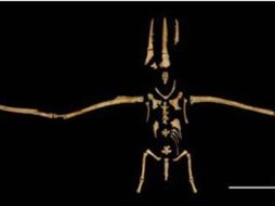 El fósil con alas de 5.2 metros mantiene 70% de sus huesos intactos.ELUNIVERSAL  /