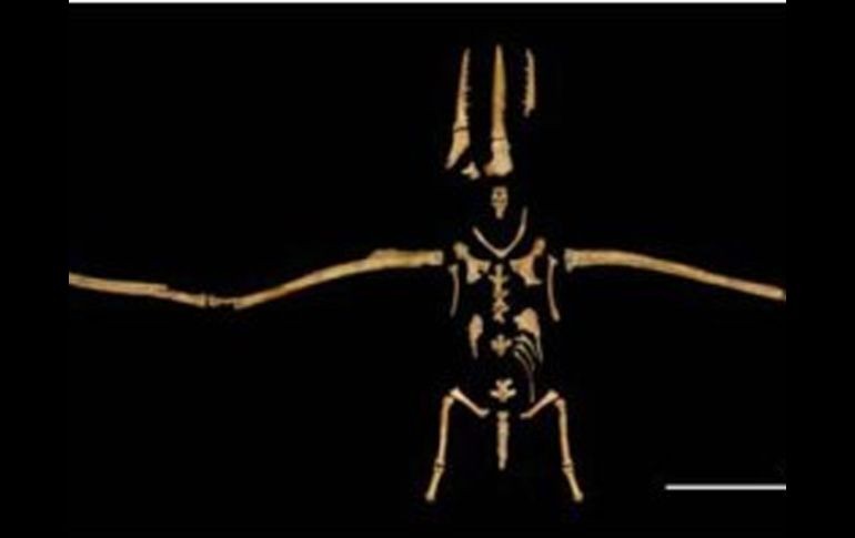 El fósil con alas de 5.2 metros mantiene 70% de sus huesos intactos.ELUNIVERSAL  /