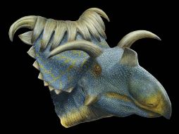 La imagen muestra la reconstrucción de un artista de la Kosmoceratops. AP  /