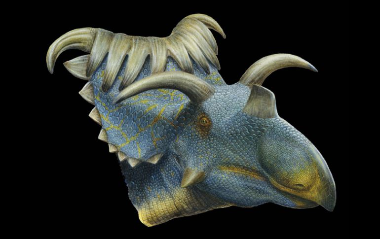 La imagen muestra la reconstrucción de un artista de la Kosmoceratops. AP  /